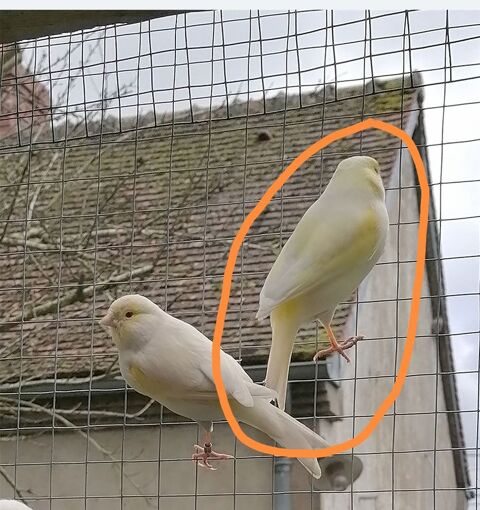 Canari  50 03400 Yzeure