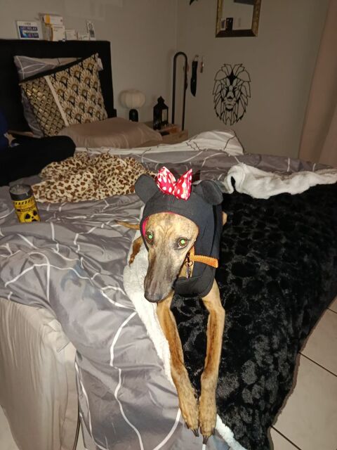 Donne whippet femelle 0 34800 Clermont-l'h�rault