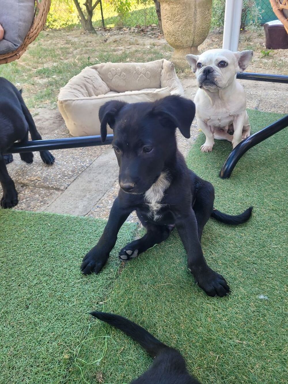   3 chiots 