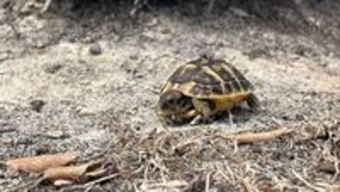   Tortue de terre  