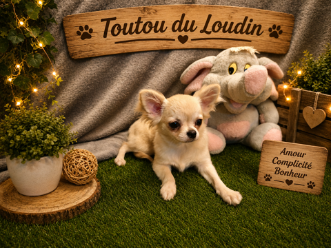 Chiot Chihuahua poils longs femelle 650 18140 Précy
