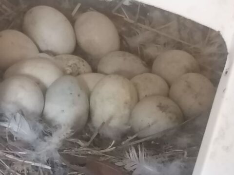 oeufs fécondés de cane de Barbarie, 3 83260 La crau
