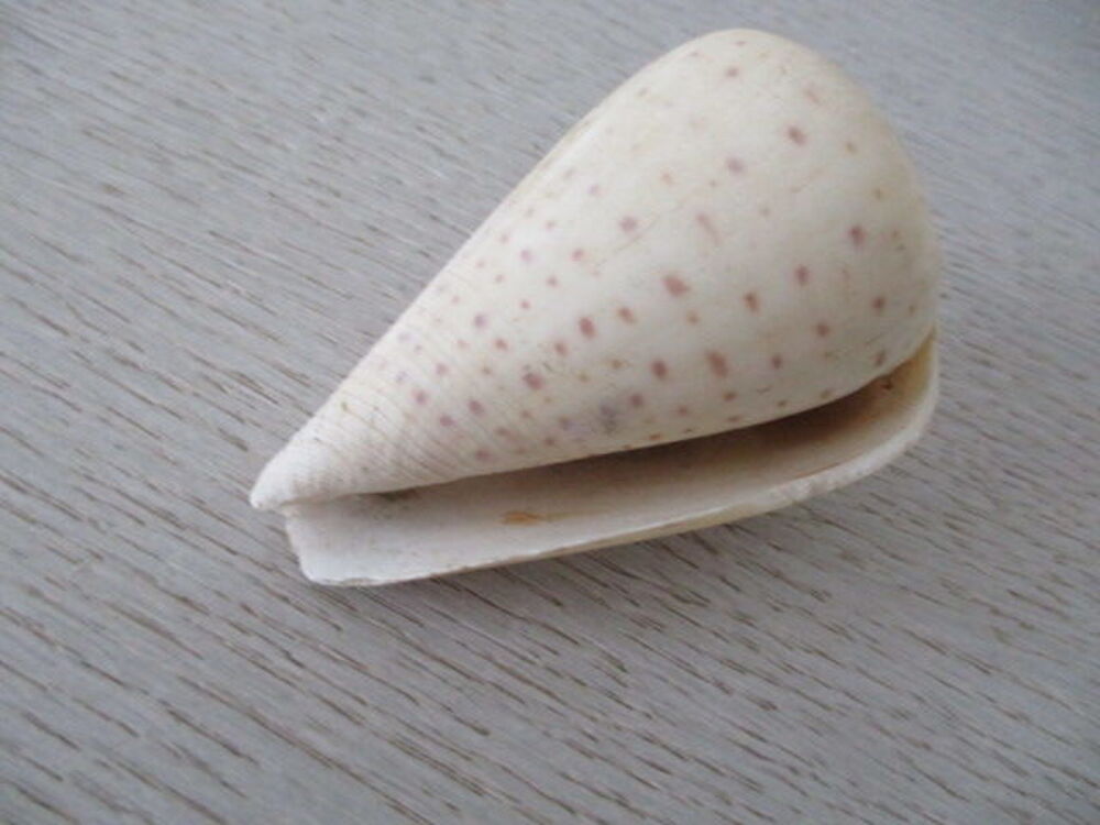 coquillages 