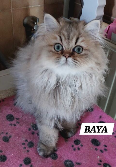 Magnifiques chatons Persans 680 95500 Le thillay