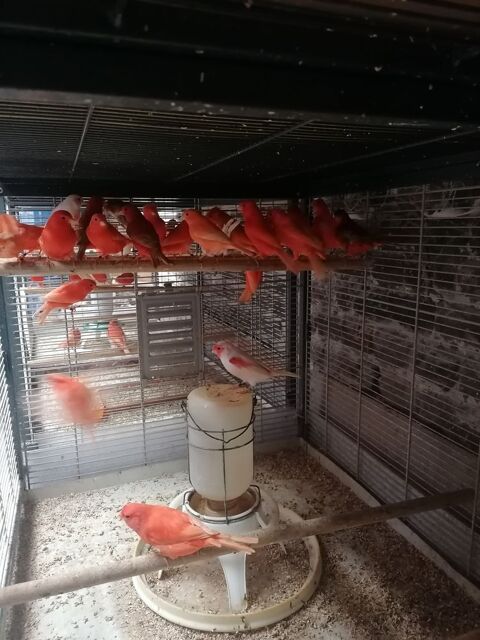 Canaris de couleurs diverses  males et femelles 25 59287 Guesnain