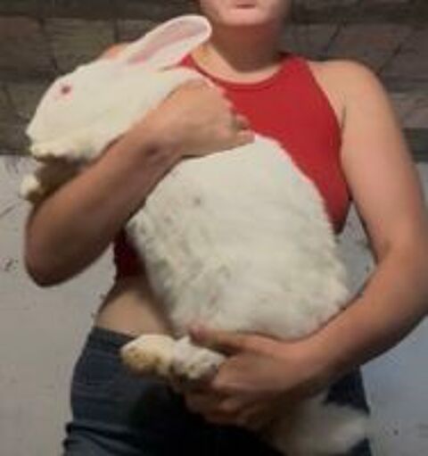  Lapine géant des Flandres albinos  