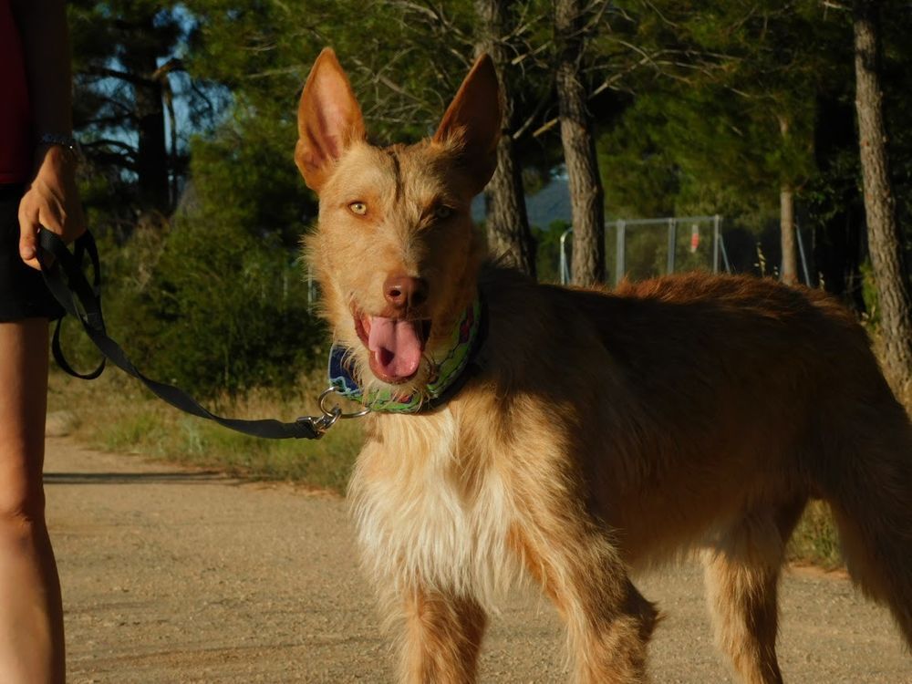   SIRIO 3ans, sublime podenco 