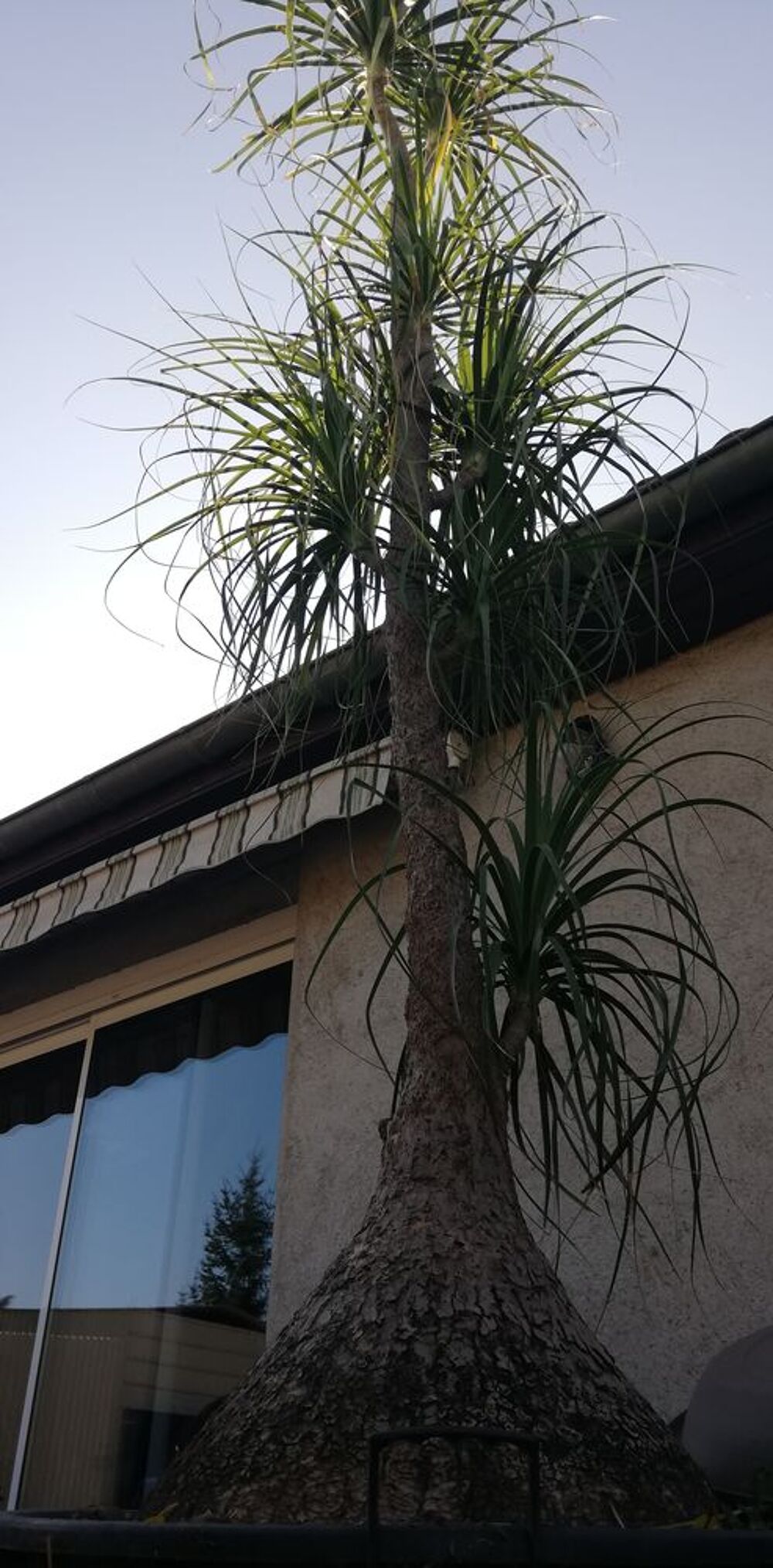 Vend Beaucarmea Recurvata
Jardin