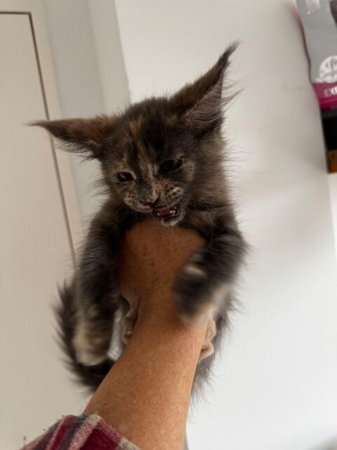 Magnifique femelle Maine Coon cherche sa famille  0 69290 Craponne