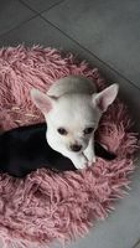   Chihuahua blanc poils longs 