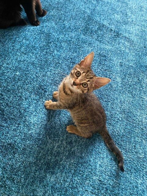 Ouistiti un chaton bien dans ses poils ! 180 92000 Nanterre