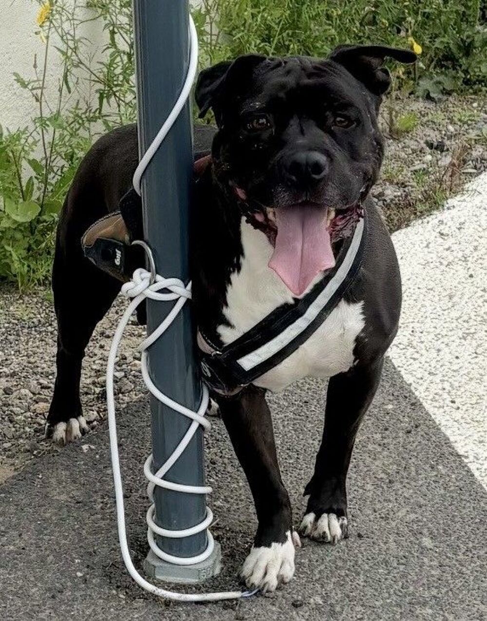   BABORD, boston terrier 7 ans 