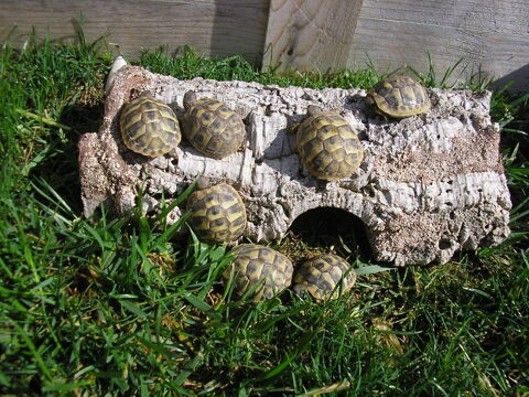 tortues de jardin juvéniles nées août 2024 40 66700 Argels-sur-mer