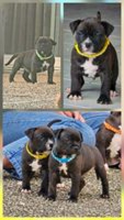   3 petits mâles Staffordshire Bull Terrier LOF recherchent 