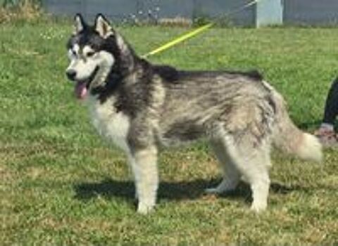   BOJKA husky 4 ans 