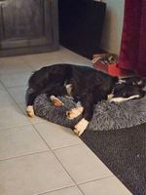   Cherche petits chiens à garder  