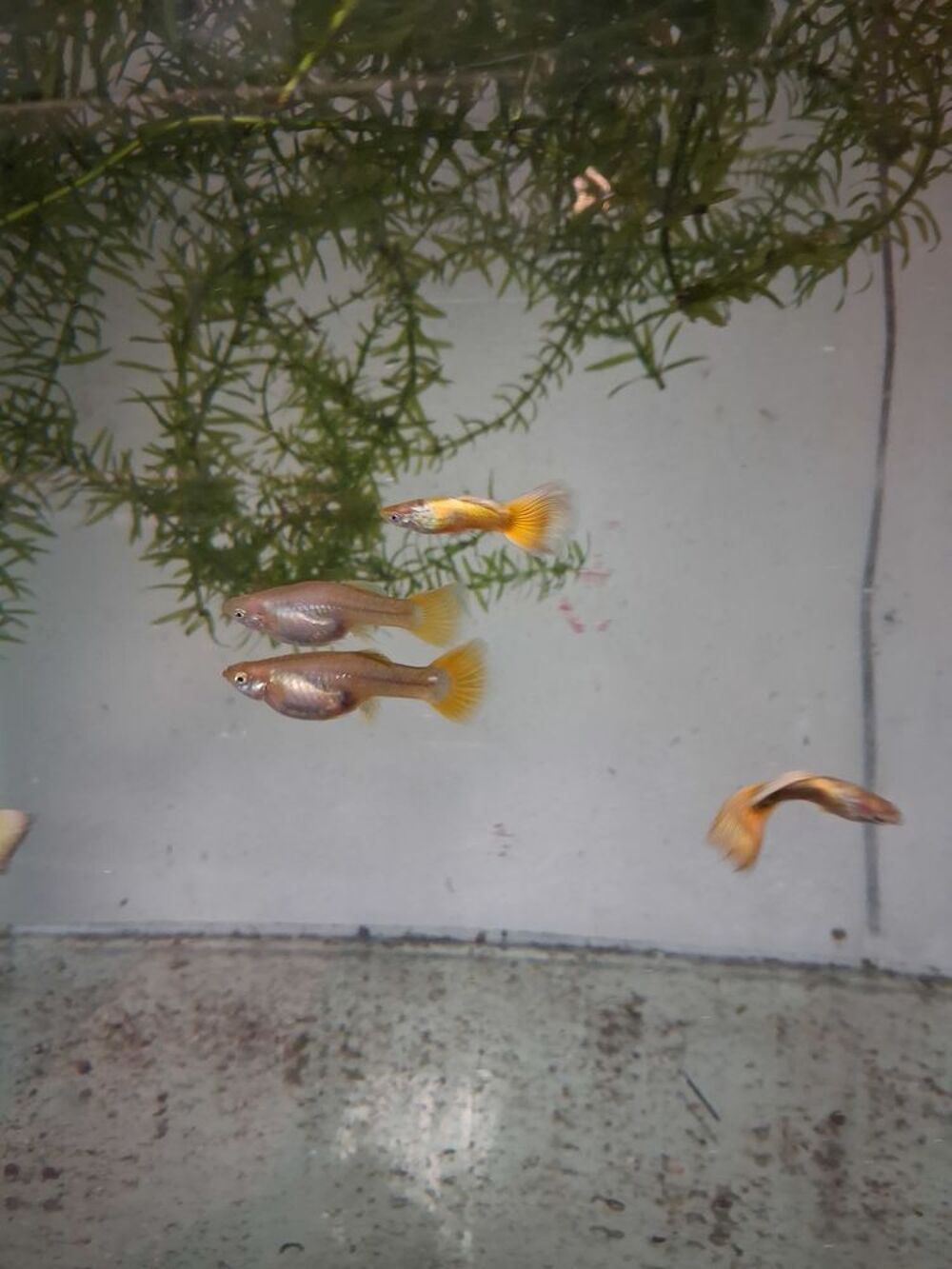   Poissons aquarium 