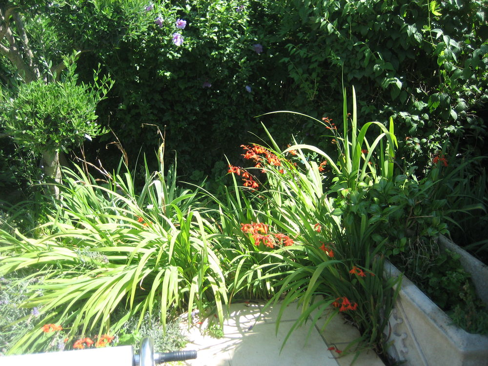jolie fleur crocosmia Jardin