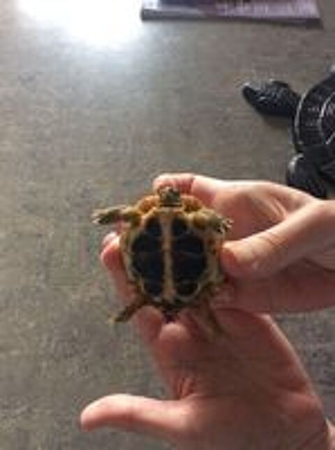   BB tortues 