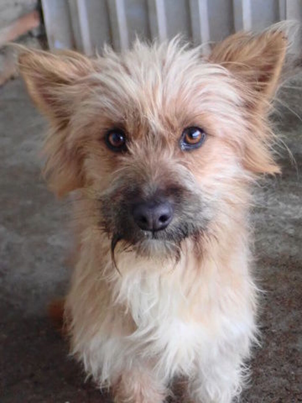   Surimi à l'adoption 