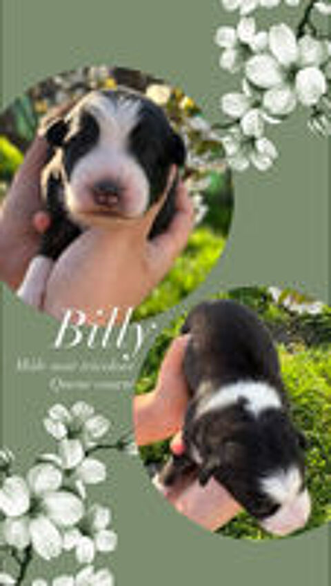   Chiots bergers australiens lof  