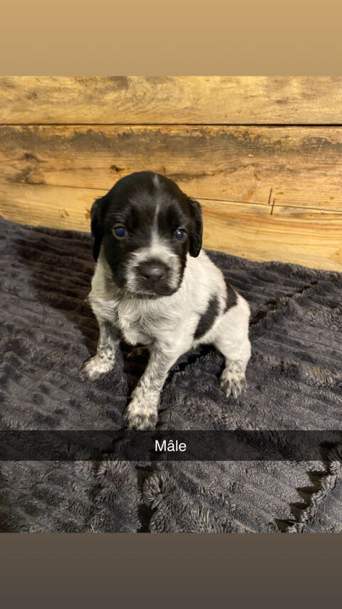 chiots &eacute;pagneul breton pie noire 300 70700 Oiselay-et-grachaux