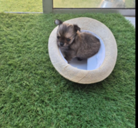   a réserver un petit mâle chihuahua non lof poil long 