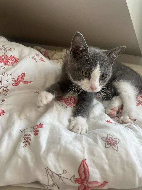 À l'adoption : Kumo, chaton courageux de 3 mois  180 75012 Paris