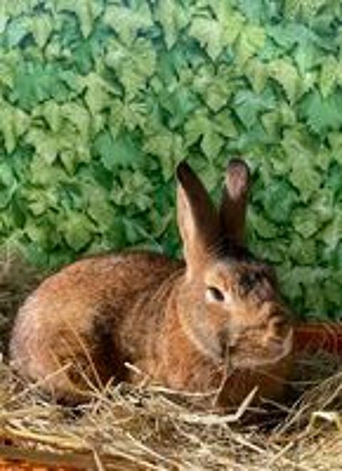   Lapin castor naln 