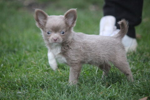 Chihuahua male 700 11210 Port-la-nouvelle