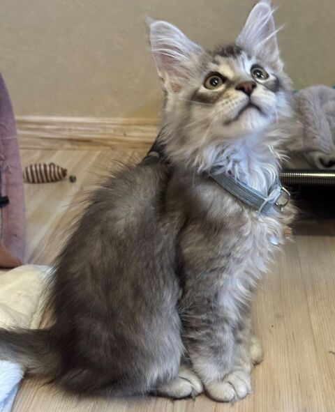 Chatons Maine Coon LOOF 1500 03440 Chavenon