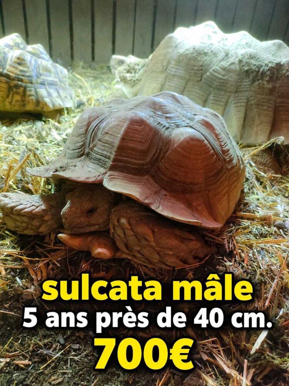 sulcata/m&acirc;le/5ans Jardin