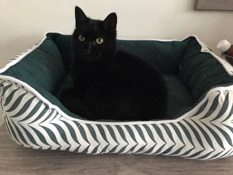 Gaillette Chatte - Libercourt 62 0 59500 Douai