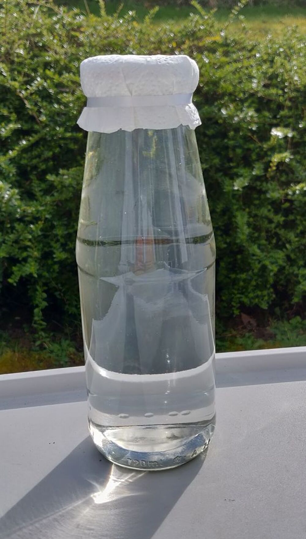 S&egrave;ve de bouleau bio fra&icirc;che- livraison possible Jardin
