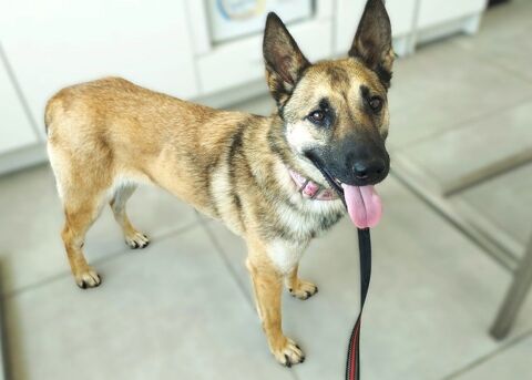 ARI, grande sportive, cette jeune croisée Malinois est la douceur incarnée 0 24140 Douville