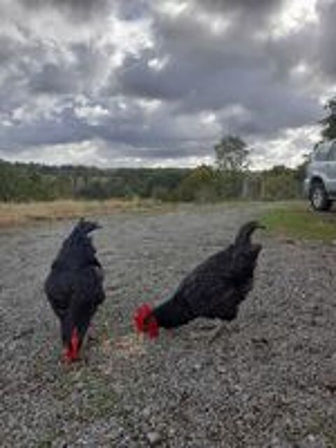   Coq Pure Race Contentine 