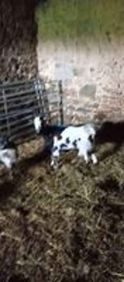   1 chèvre de 2ans et demi et 1 jeune chevreau 