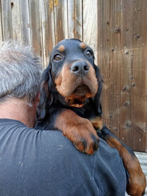 chiot setter gordon 600 33113 Saint-symphorien