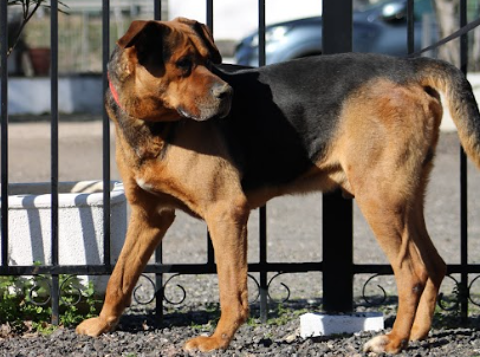 KUMA, énergique, obéissant et très affectueux 0 24140 Douville
