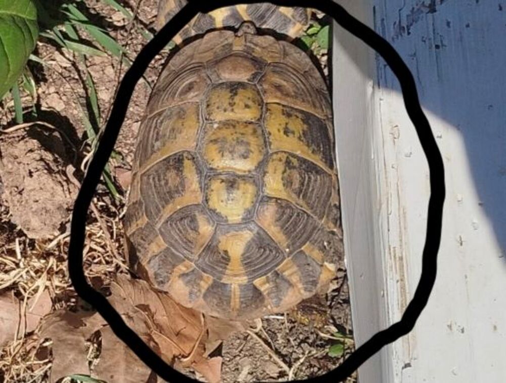   Perdu tortue  (récompense) 