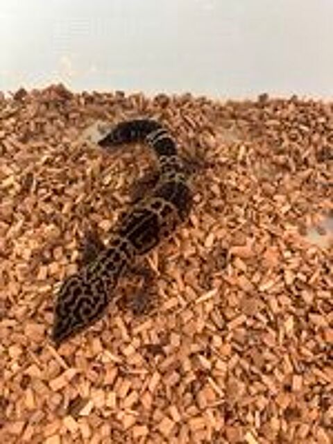   Gecko léopard black night  