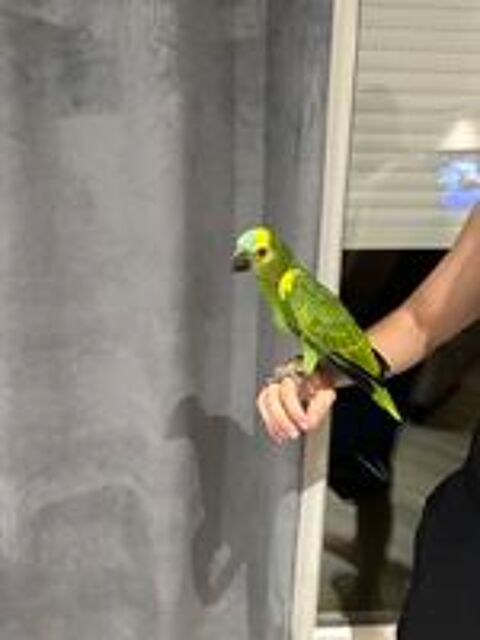   Amazone à front bleu  