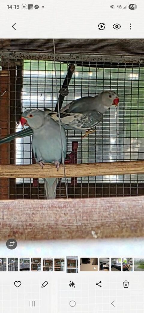 couple perruche collier mutation panach&eacute; adultes 350 65390 Aurensan