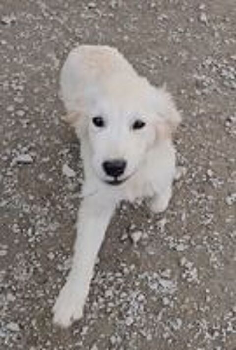   Chiots golden retriever  