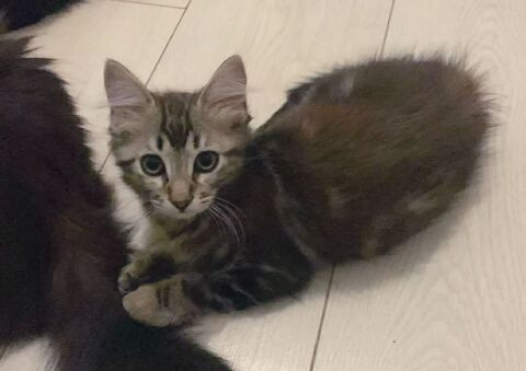 Chipie, chatonne angora , espiègle et câline, identifiée et stérilisée  250 06530 Le tignet