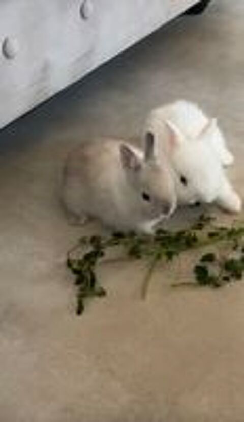   Magnifique lapin extra nain 
Mle et femelle 
