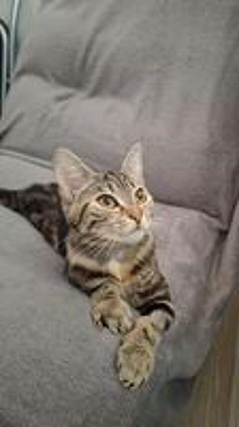   Lyne petite chipie à adopter 