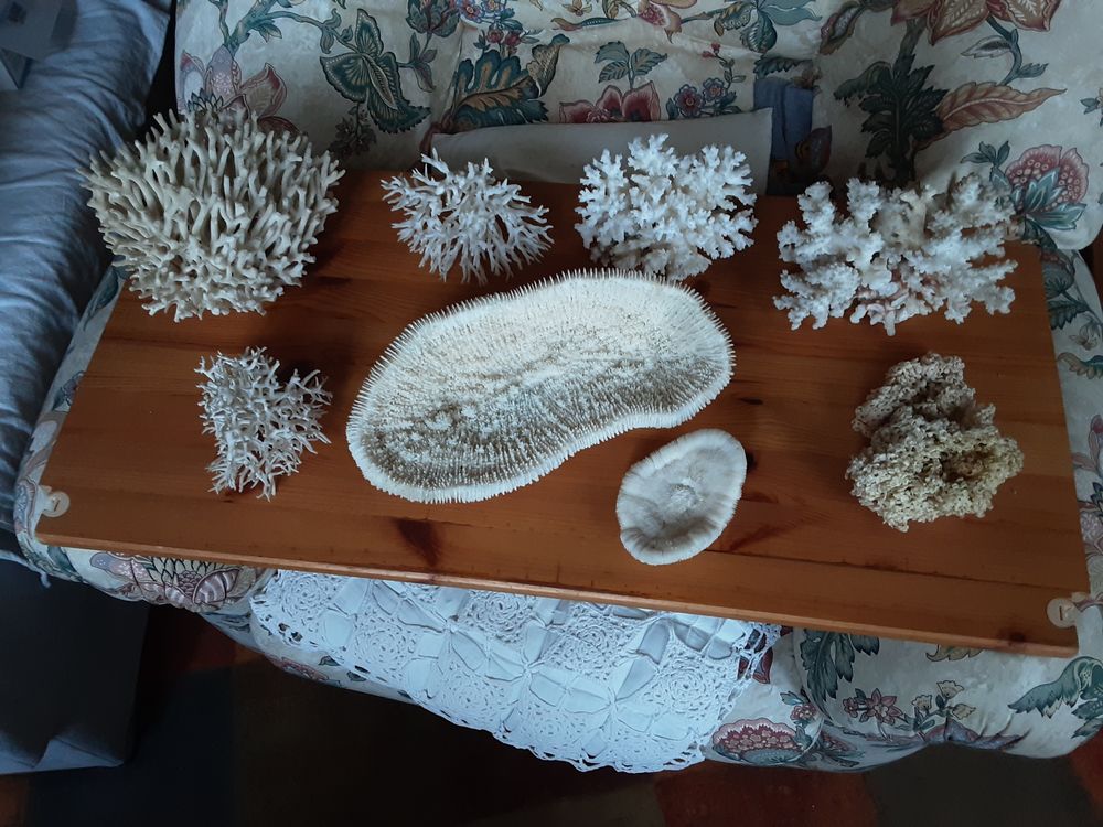 Coraux et coquillages 