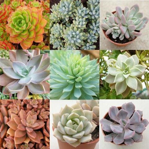 fleurs , plantes , graines, pots en terre 1 Maisons-Alfort (94)