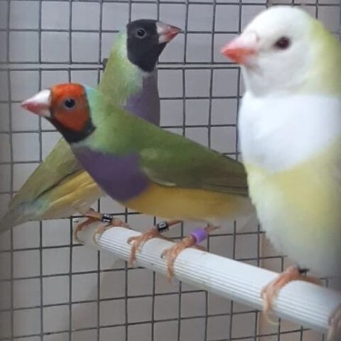 un male diamant de Gould 40 94460 Valenton